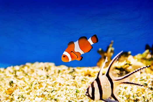 Photo of aquarium clown fish in turquoise water