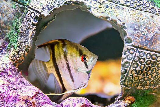 Photo of gray scalare on background of an amphora