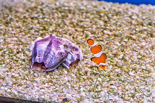 Photo of aquarium fish in turquoise water