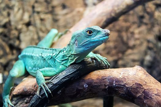 Photo of lizard close up in zoo