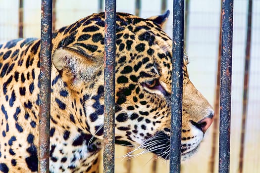 Photo of young leopard in cage at the zoo