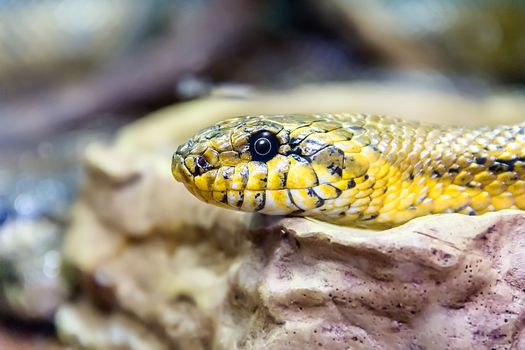 Photo of grass snake close up in zoo