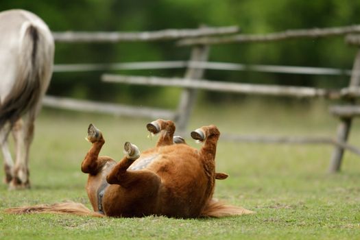 horse in a field, farm animals, nature series