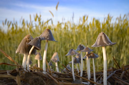 forest mushroom after longtime rain, nature series