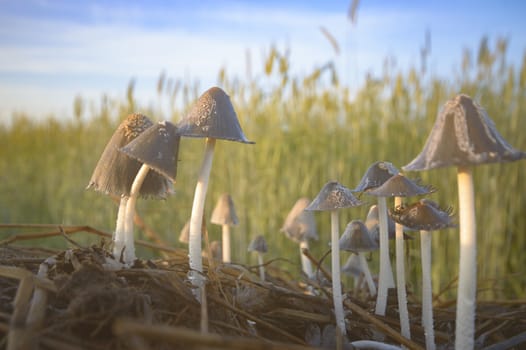 forest mushroom after longtime rain, nature series