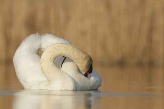 swan on blue lake in sunny day, swans on pond, nature series