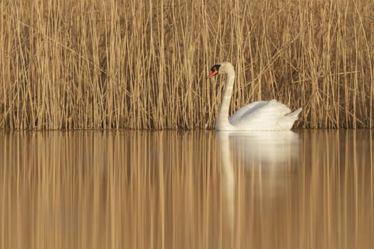 swan on blue lake in sunny day, swans on pond, nature series