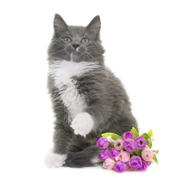 maine coon kitten in front of white background