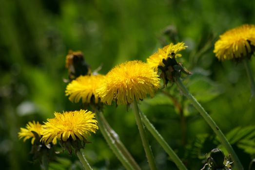 Dandelions on a field