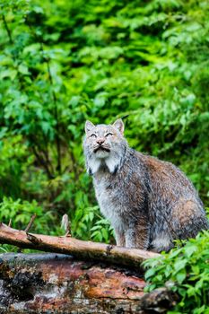 Watchful Canadian lynx on forest log pile looking up