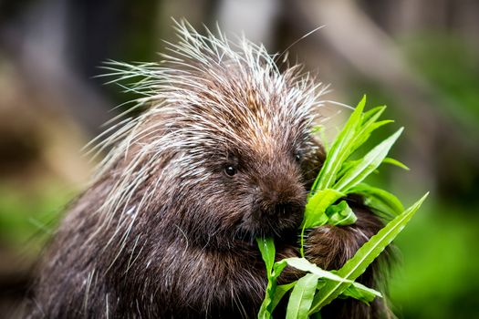 New world porcupine eating leaves from a green stalk