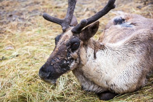 Resting reindeer seated in hay while molting as summer months approach