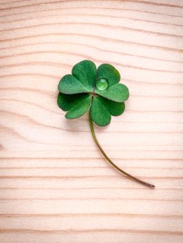 Clovers leaves on wooden background.The symbolic of Four Leaf Clover the first is for faith, the second is for hope, the third is for love, and the fourth is for luck. Shamrocks is symbolic dreams ..