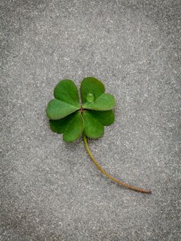 Clovers leaves on Stone Background.The symbolic of Four Leaf Clover the first is for faith, the second is for hope, the third is for love, and the fourth is for luck. Shamrocks is symbolic dreams .