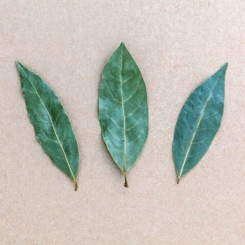 Dried bay leaf on the brown background, 3 Bay leaves background. Bay laurel on brown background.