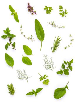 Various fresh herbs from the garden holy basil , basil flower ,rosemary,oregano, sage and thyme ,fennel ,peppermint and mustard leaves isolate on white background. 