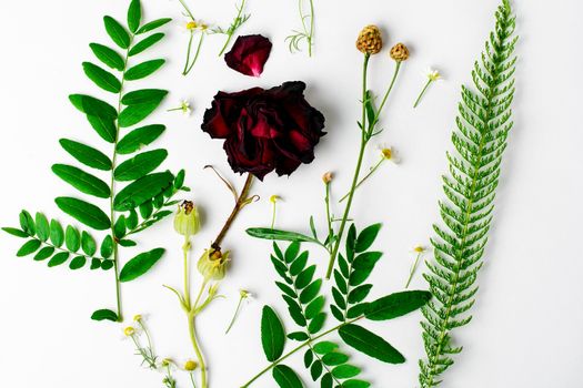 Herbarium applique with field of wild flowers and plants on white background