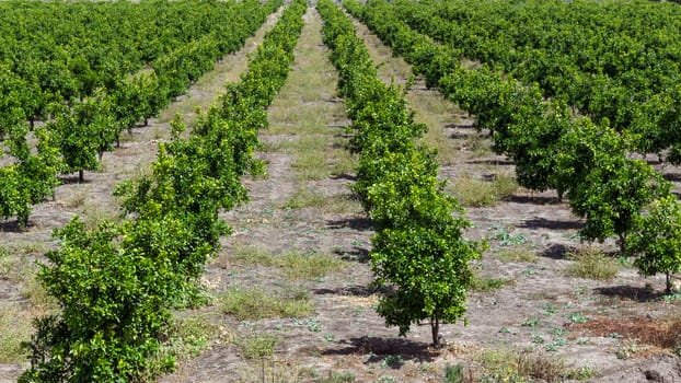 Orange Trees Farm in Sicily, Italy. Oranges Fruits Cultivation.