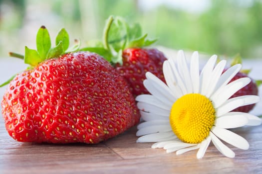 big strawberry and camomile a still life on a table