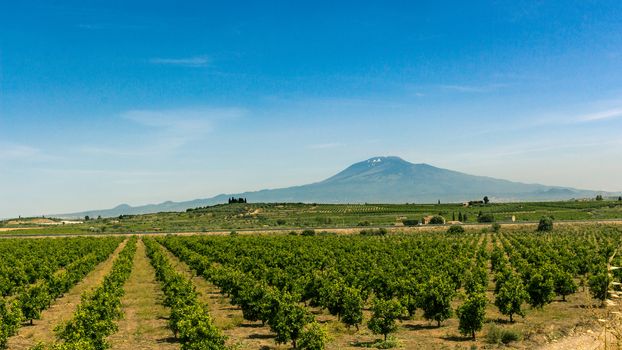 Orange Trees Farm in Sicily, Italy. Oranges Fruits Cultivation under volcano Etna.