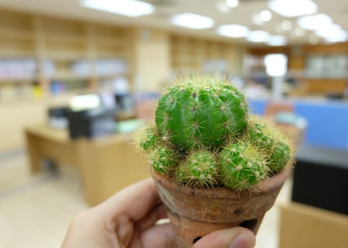 Cactus on hand in office