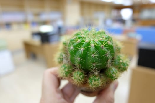 Cactus on hand in office