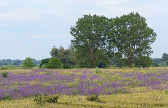 beautiful rural landscape with purple flowers