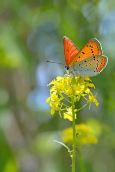 Common Blue (Polyommatus icarus) butterfly on a yellow flower