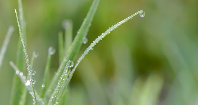 Fresh grass with dew drops close up