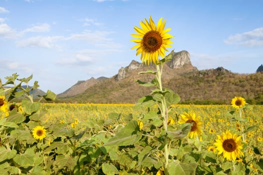 view of nice sunflower  valley  with mountain on the background during summer time