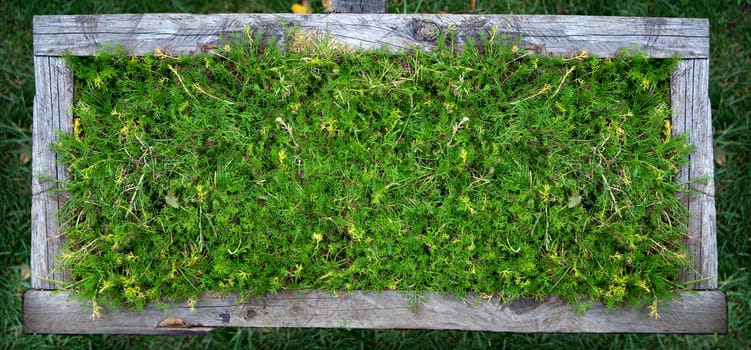 close up view of grass in garden pot