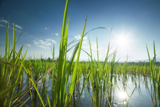 close up view of rice field