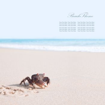 crab on sand banner