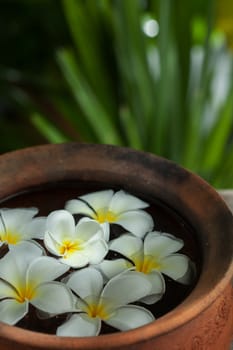 close up view of   frangipani  flower  on color back