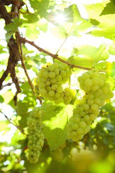 close up view of nice  fresh white grape in nature