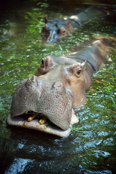 A Hippopotamus in the water