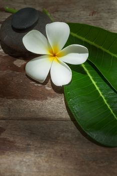 close up view of frangipani flower on color back