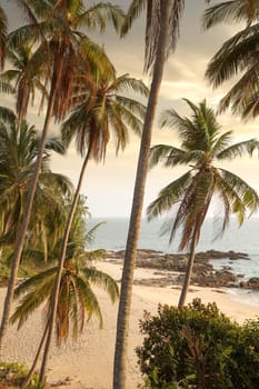 View of nice tropical beach with some palms