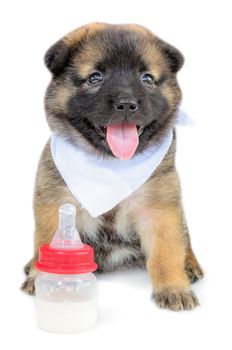 Cute baby of the dogs black and brown sitting with bottles of milk on  isolated white background
