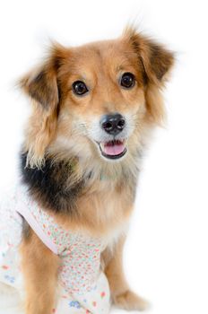 Beautiful dog with black brown wear clothing sitting on isolated white background