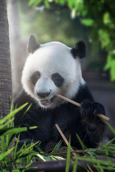 portrait of nice panda bear eating in summer environment