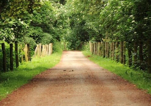 Scenic walking path in forest with poles