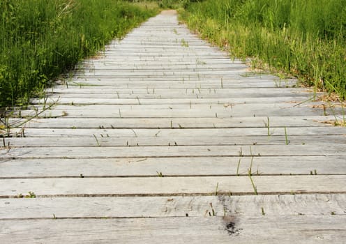 Wooden path over moor area with reed