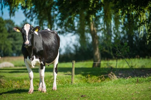 A hosltein milk heifer , sunny day