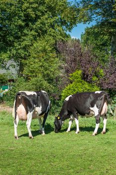 milking cows, frisona italiana breeding
