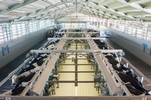 Modern milking facility. Holstein cows.