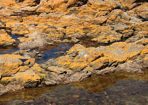 Yellow alga on rock at ocean