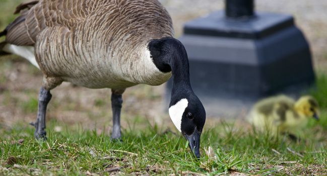 Beautiful background with a Canada goose and a chick