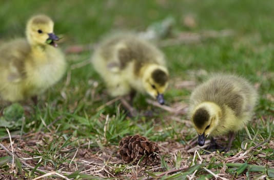 Beautiful photo with a chick of the Canada geese