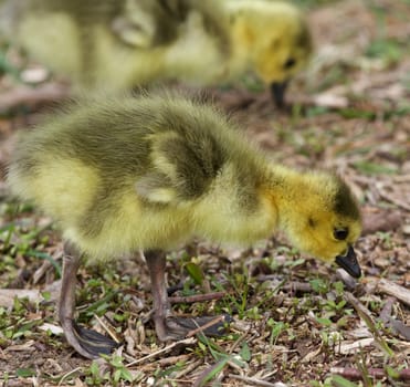 Beautiful photo with a chick of the Canada geese